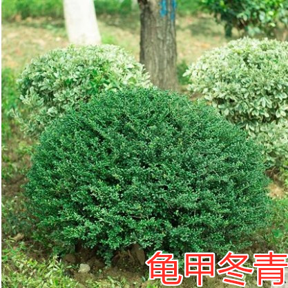 龟甲冬青球 龟甲冬青树苗 冬青球树苗 耐寒四季常青 庭院树苗