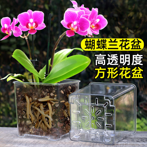 【蝴蝶兰专用花盆】高透明花盆