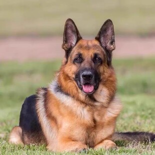 纯种德国牧羊犬幼犬活体赛级德牧弓背黑背大型狼狗警犬军犬宠物狗