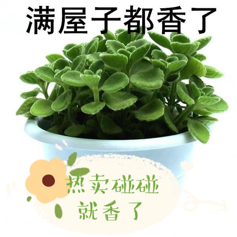 碰碰香盆栽 一抹香 香草多肉植物驱蚊 驱虫净化空气绿植花卉