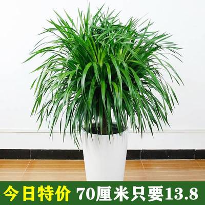 龙须树 多头龙血树 龙铁树室内客厅盆栽花卉植物办公室盆景