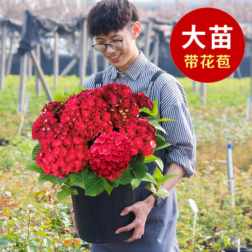 无尽夏新娘绣球花价格 无尽夏新娘绣球花图片 星期三