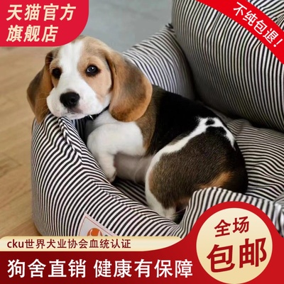 纯种比格犬幼犬警犬嗅觉犬工作犬活物狗狗大耳朵宠物米鲁犬猎兔犬