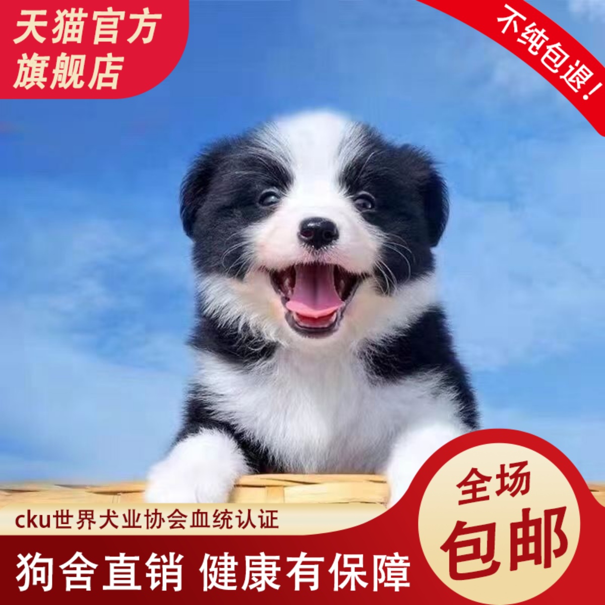 纯种边牧黑白陨石大型犬黑白色宠物狗狗双血统三通七白边境牧羊犬