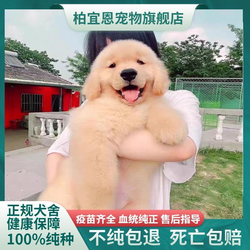 纯种金毛幼犬大骨架沙滩金毛双血统金毛枫叶红高智商导盲犬宠物狗