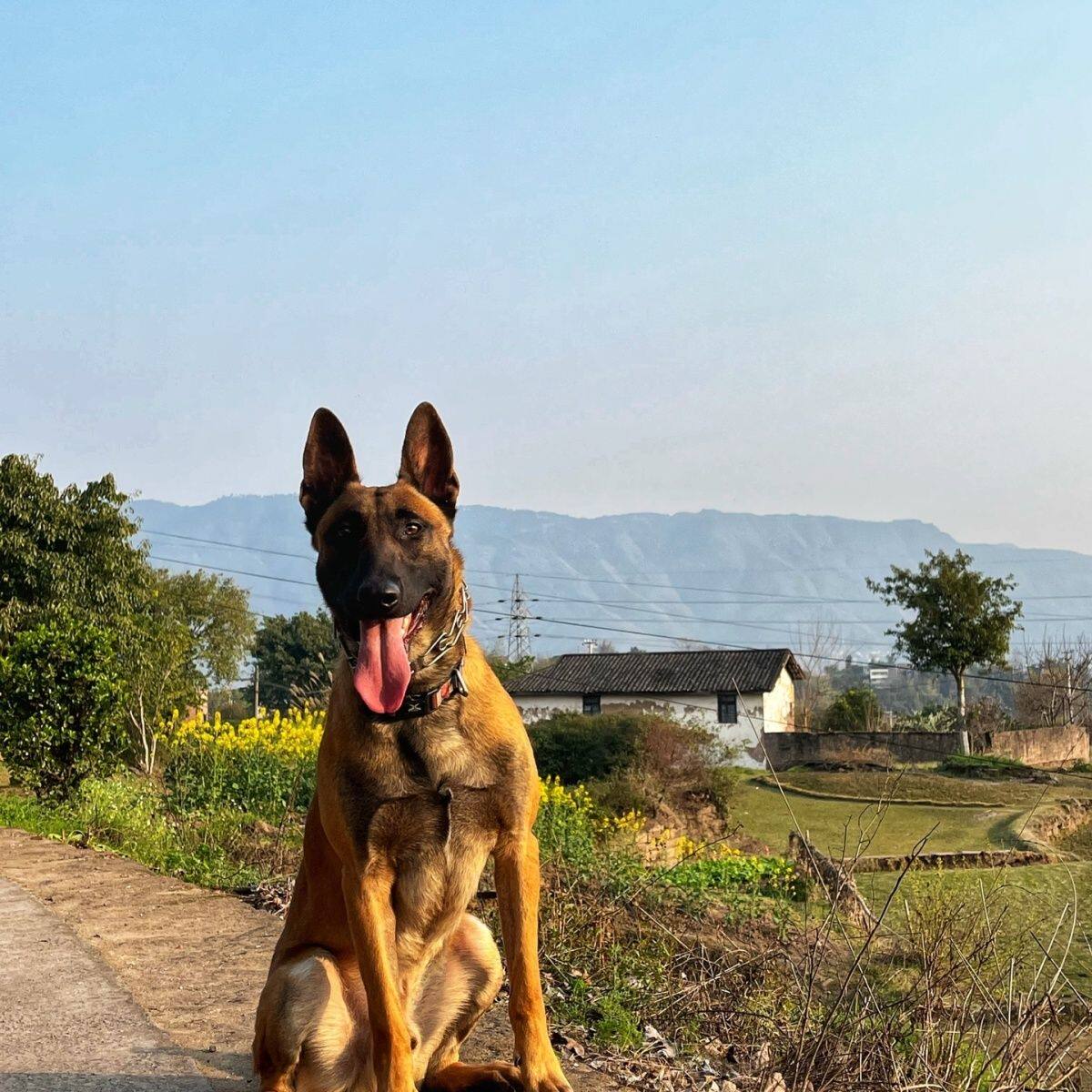 纯种马犬幼犬大型犬爆红黄黑马犬双血统比利时牧羊犬警犬活体狗狗