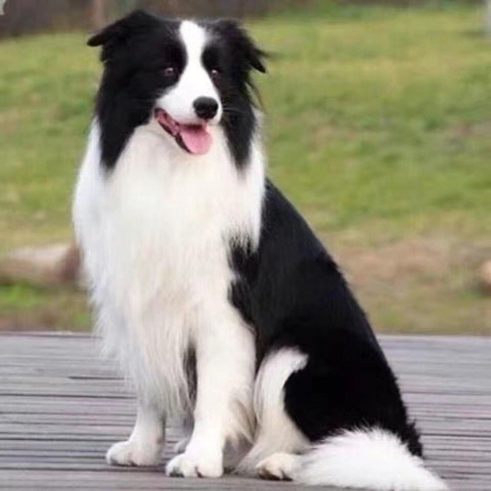 边牧幼犬家养帅气看家狗聪明小狗便宜工作犬边境牧羊犬黑金狗黑白