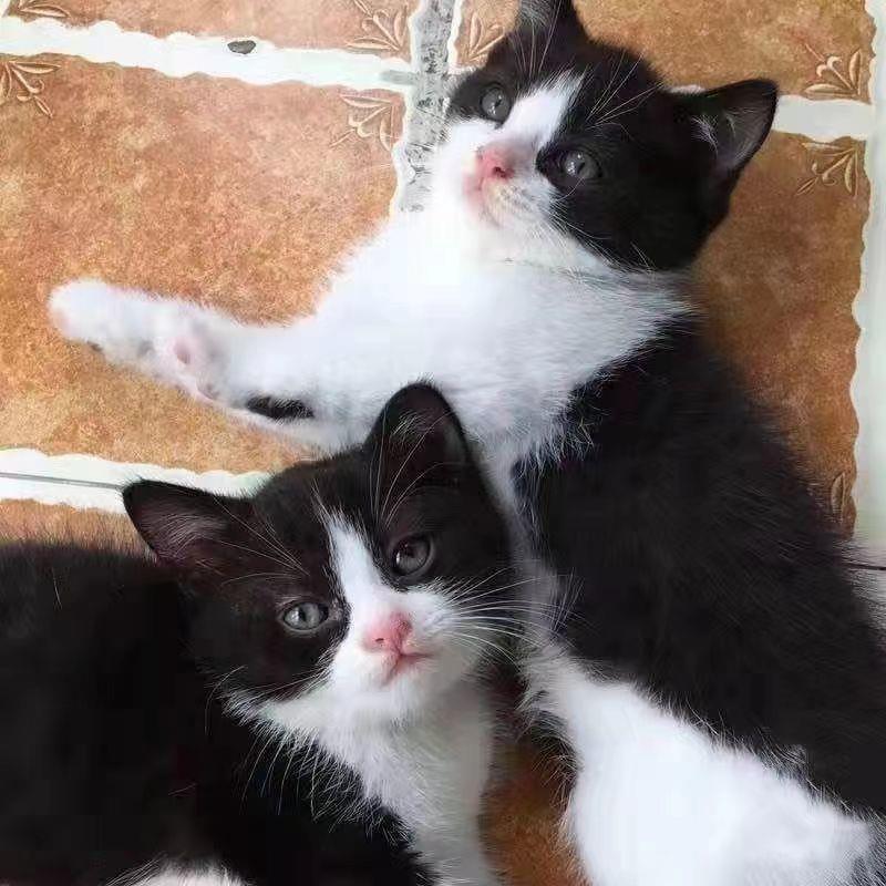 中华狸花猫田园狸猫活体幼猫可爱猫猫真猫便宜小猫抓老鼠中华田猫