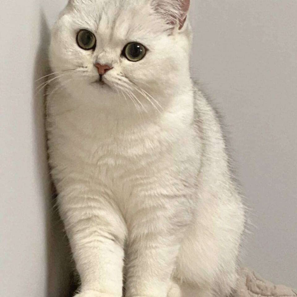 银渐层猫纯种英短英国短毛猫银点云系幼猫粘人可爱幼崽活物