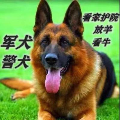 德牧幼犬大型犬警犬德国牧羊犬看门狗真狗狼犬正宗黑背弓背犬宠物