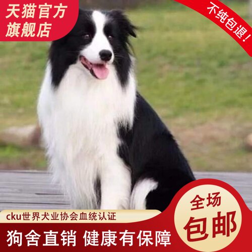 纯种边牧幼犬边境牧羊犬七白三通咖啡色黑白边牧家养活体宠物狗狗