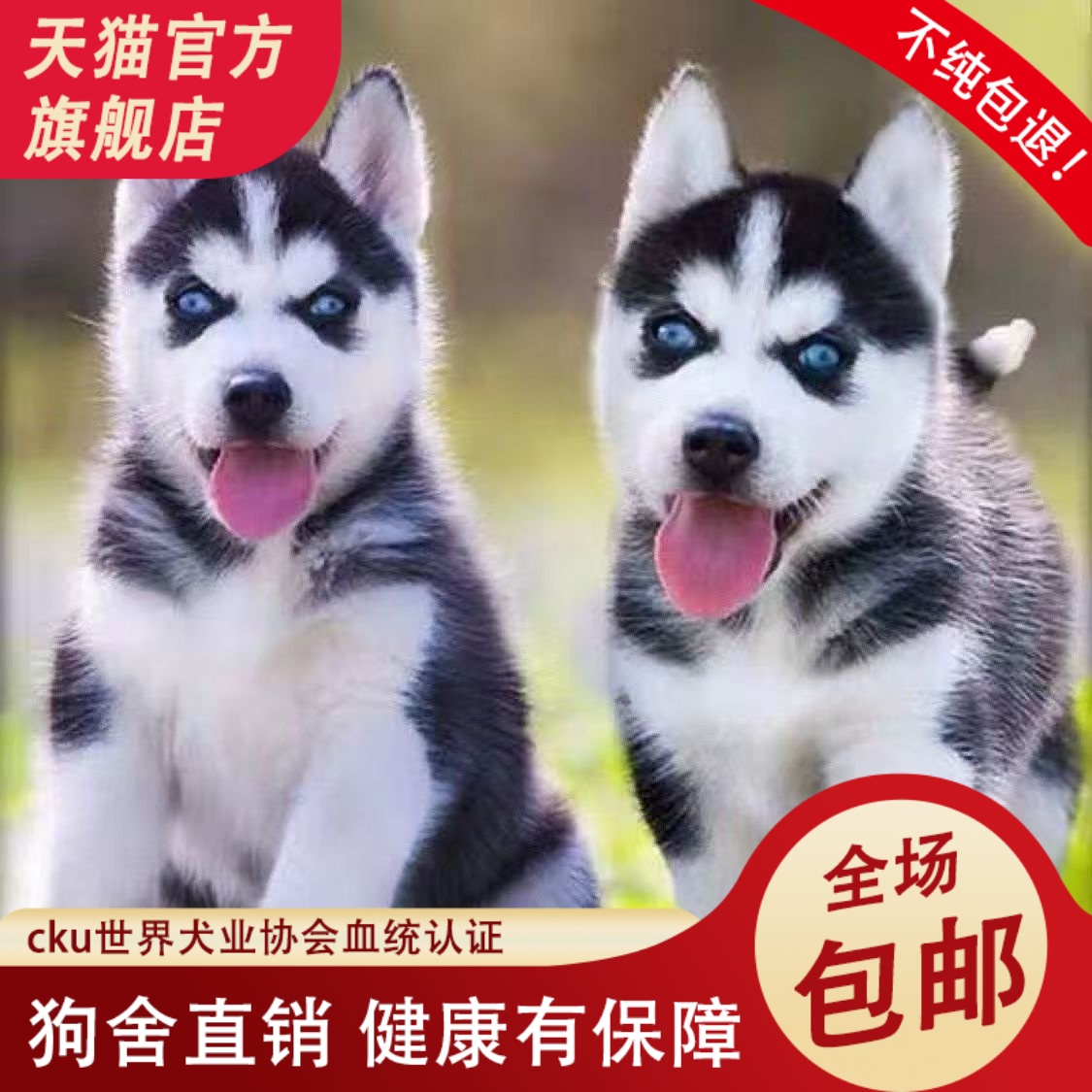 纯种家养哈士奇幼犬三火蓝眼雪橇犬二哈幼犬中型犬宠物狗活体活物