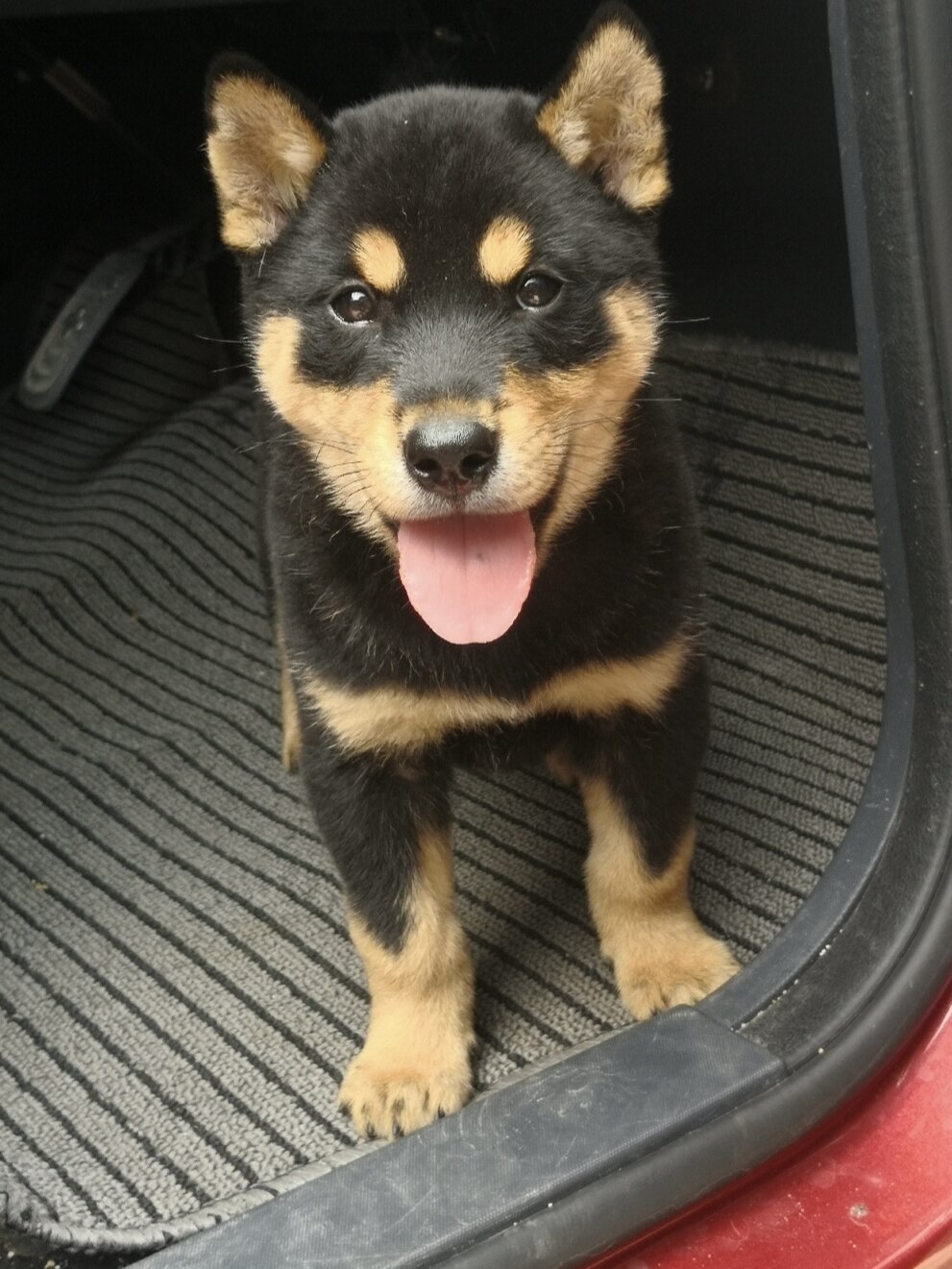 混血中华田园犬便宜小型土狗本地家狗二个月幼犬四眼狗狗幼崽活体