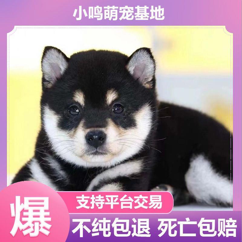 柴犬幼犬纯种日本柴犬豆柴秋田犬中小型家养宠物狗黑柴幼崽双血统