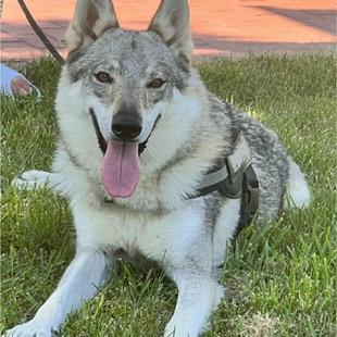 捷克狼犬狼王幼崽大型威猛护主小老虎家养捷克狼护卫犬苏联猛犬狗