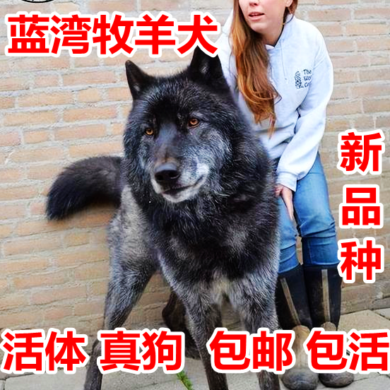 蓝湾牧羊犬活体德狗狩猎