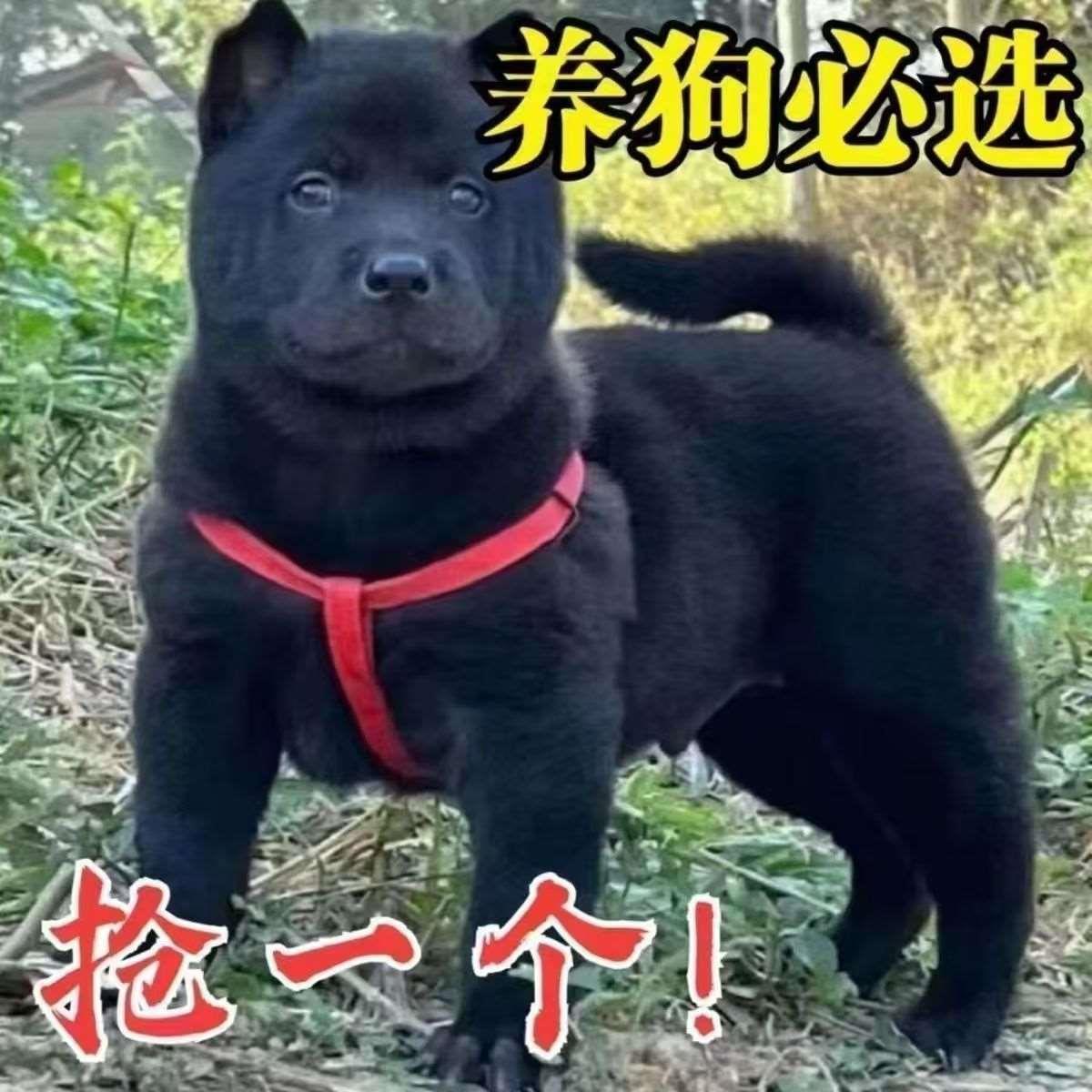 五黑犬幼犬黑狗农村广西土猎犬帅气大骨架小看门狗纯黑宠物狗听话