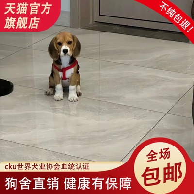 纯种比格猎犬活体米格鲁猎兔犬小狗幼犬比格犬宠物狗活物2-3个月