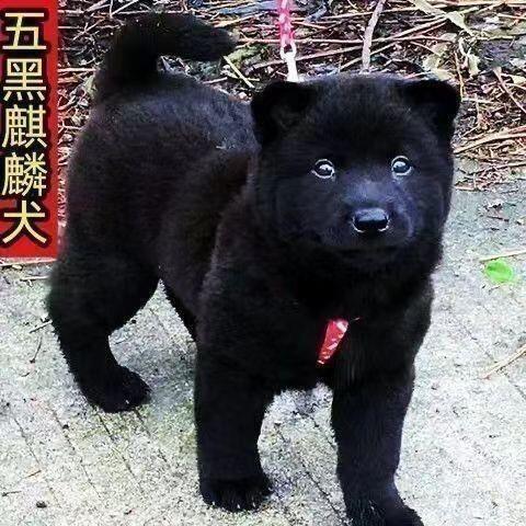 五黑犬广西土猎犬赶山犬虎头纯黑狗短毛巡山犬纯黑狗活物狗狗幼崽