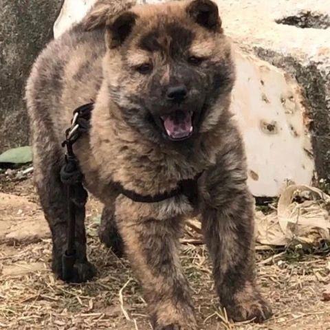 广西虎斑狗五黑犬活体狗虎斑犬田园土猎赶山犬狩猎看家狗小狗幼犬
