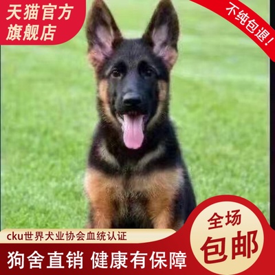 纯种德牧幼犬弓背黑背德国牧羊犬警犬军犬大型狼狗猎犬精品宠物狗
