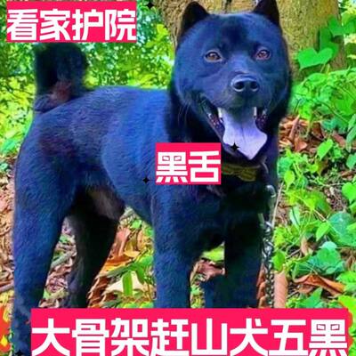 五黑犬广西土猎小狗幼田