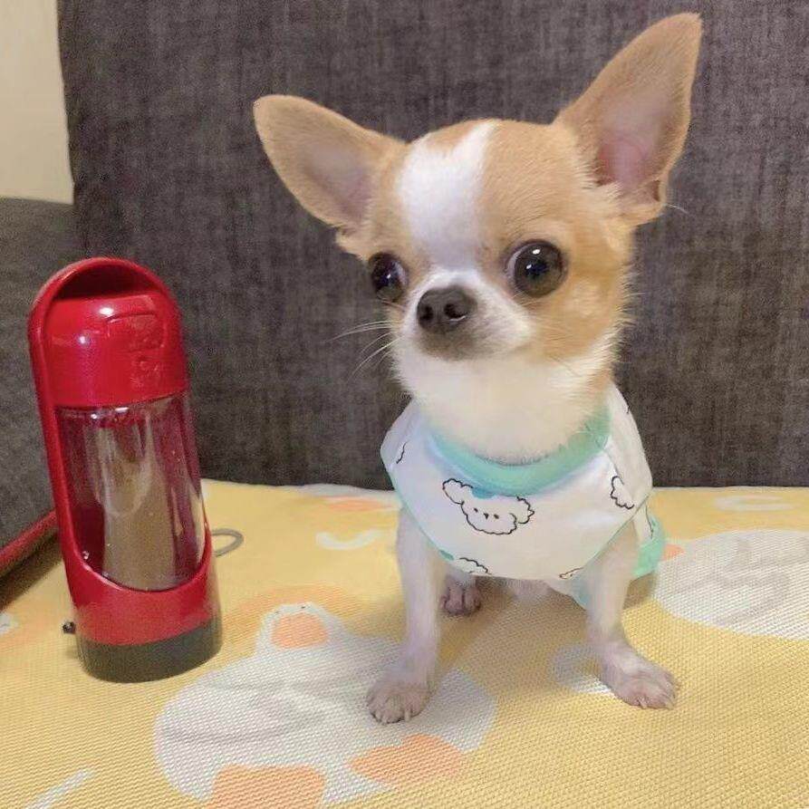 吉娃娃纯种茶杯小体苹果头吉娃娃鹿娃娃幼犬活体宠物小型狗