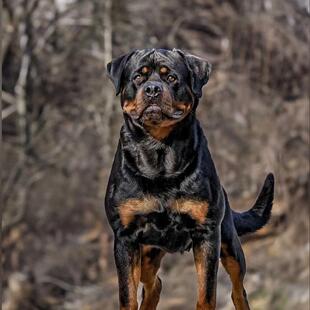 罗威纳幼犬狼狗猛犬伴侣狗狗看家狗小真活泼护院霸气护卫犬帅气狗