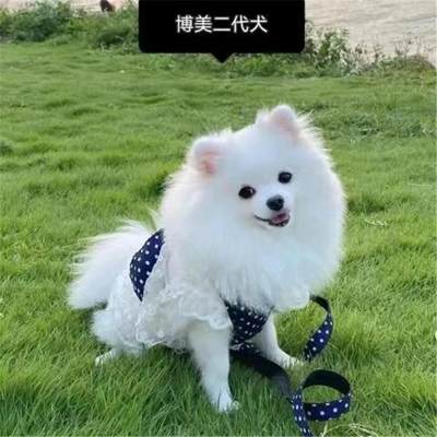 博美幼犬狗真小崽活体超