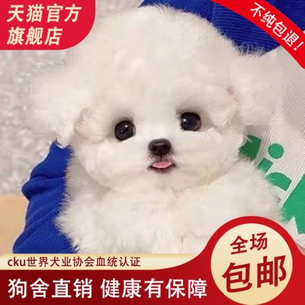 纯种比熊幼犬长不大不掉毛飞耳法国比熊犬小型犬茶杯犬活体宠物狗