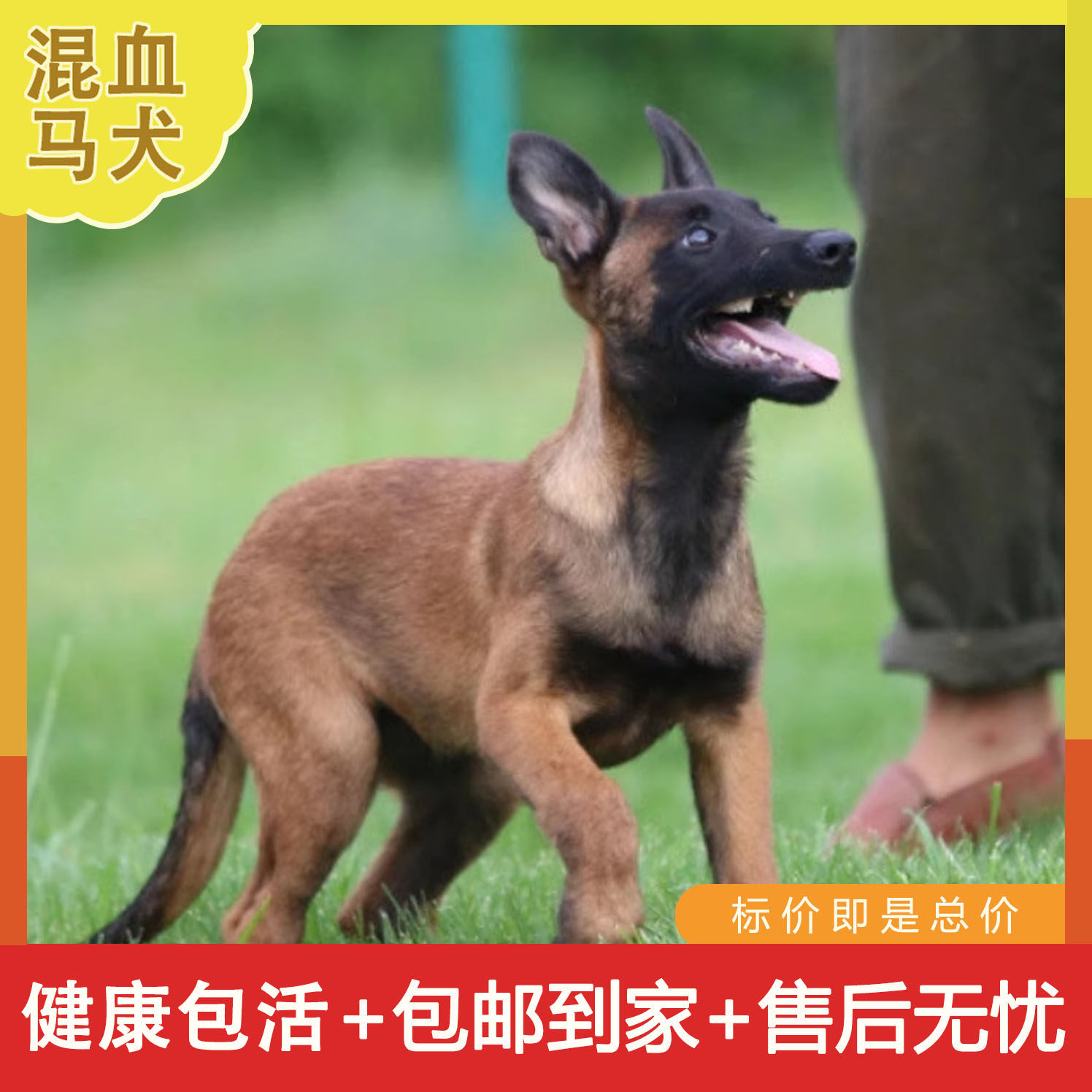 马犬混血黄马比利时牧羊犬爆红红马活物短毛黑马宠物狗看门狗家养