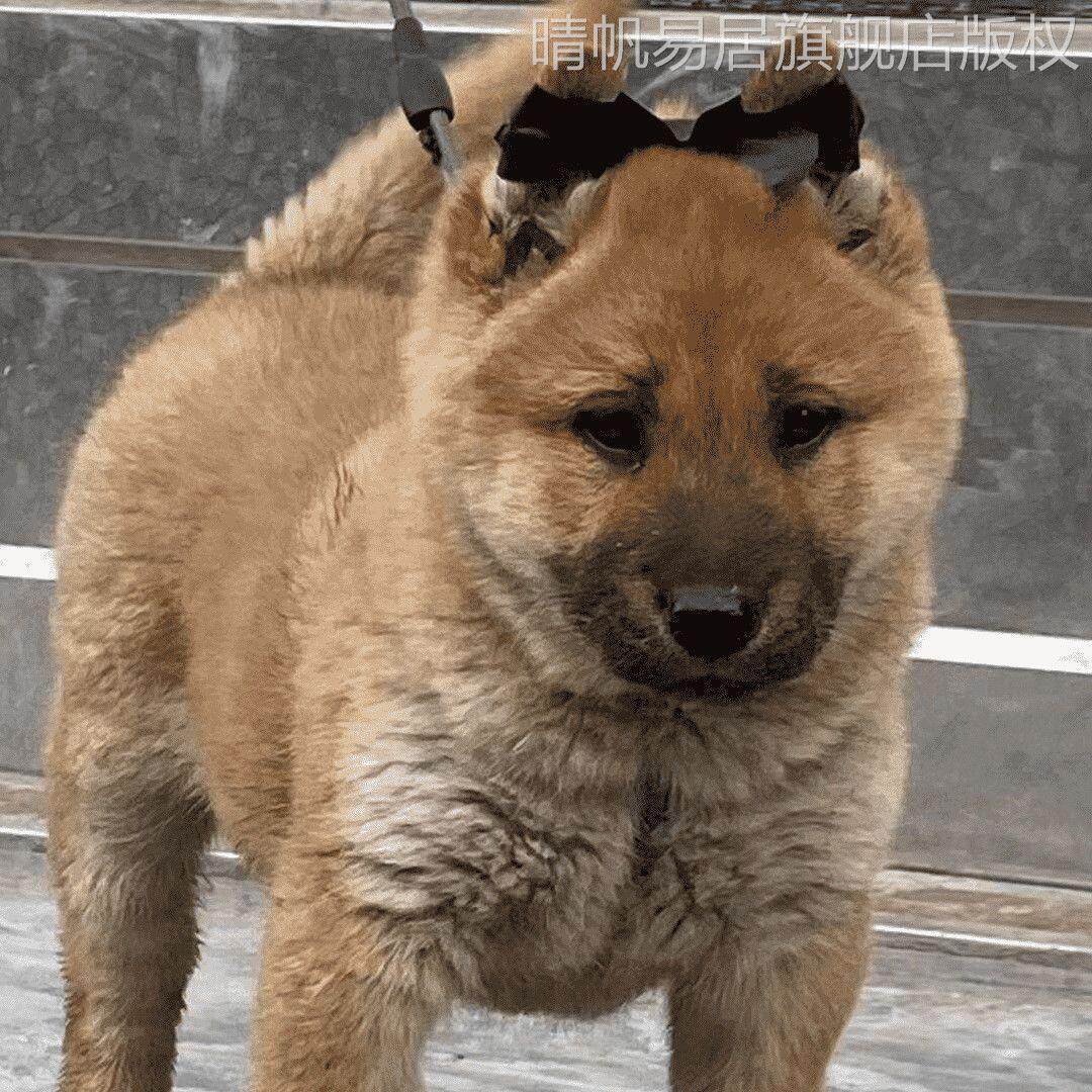 五黑犬幼犬广西土猎犬中华田园犬黄狗白面狼青犬蝴蝶犬活体下司犬