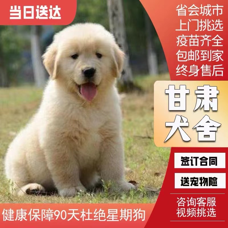 金毛幼犬赛级纯种宠物狗狗活幼体小狗动物活的活物真狗宠物训练