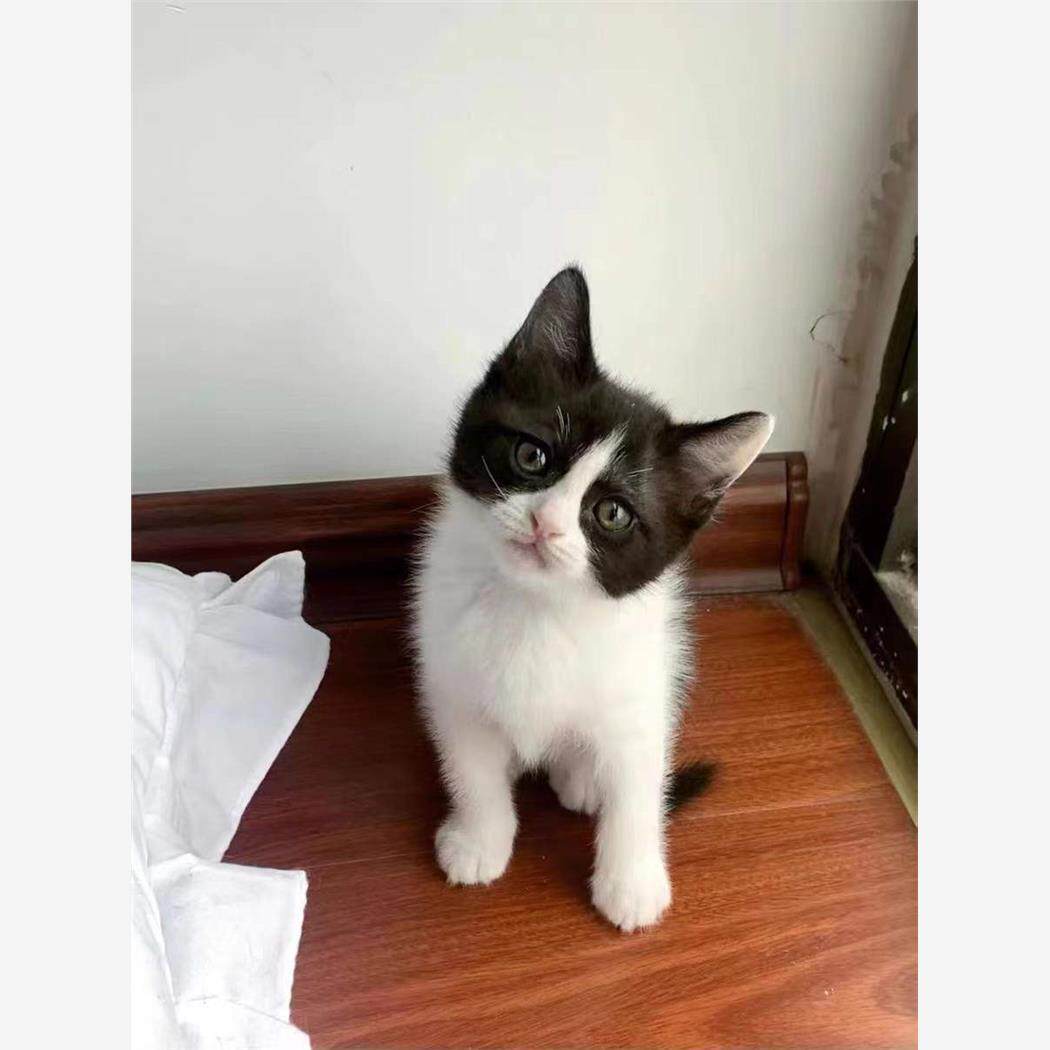 小猫活体猫咪家养狸白猫狸花猫三花猫黑白奶牛猫橘白猫橘猫小猫咪