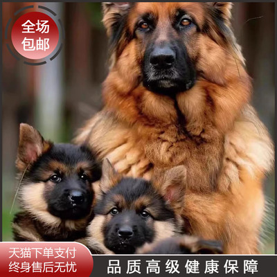 纯种血统德牧幼犬活体国