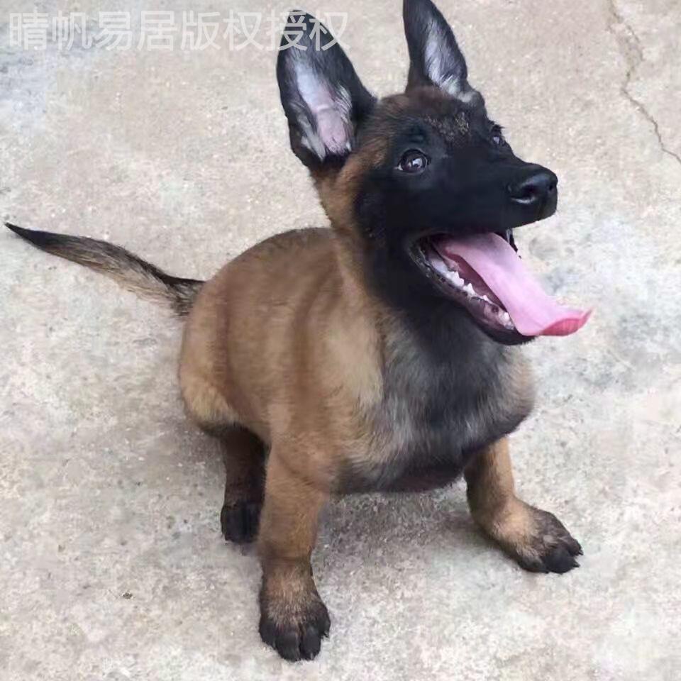 马犬幼混血便宜红黄黑护