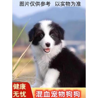 四眼铁包金幼犬看家护院看门狗金毛混血纯黑狗白狗大黄狗养殖肉狗