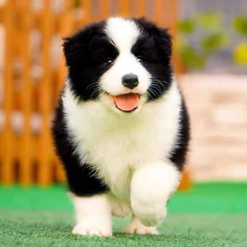 纯种边牧幼犬双血统边境牧羊犬七白三通陨石边牧幼犬宠物狗狗活体