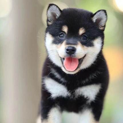 柴犬幼犬可爱小日本精品豆长不大秋田犬真狗活物黑柴帅气便宜狗狗