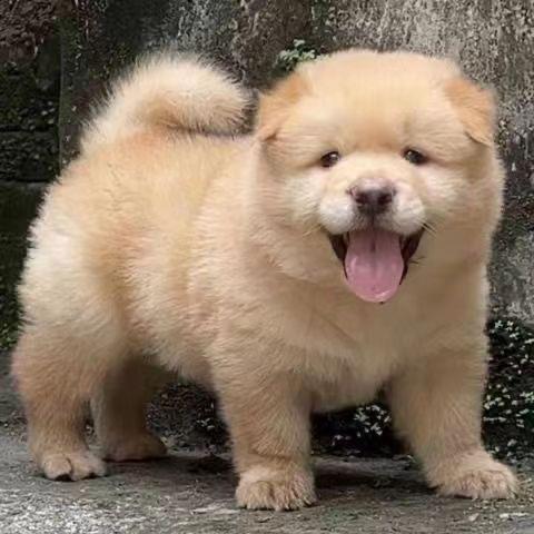 土松幼犬温顺活物学生版大骨量幼崽忠诚中华田园犬狩猎犬大头包邮