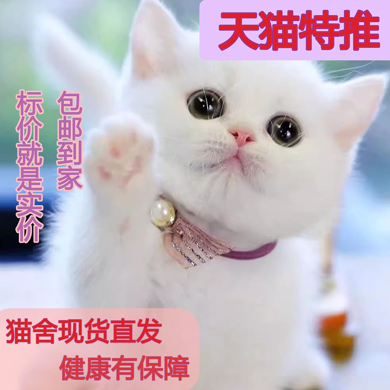 中华田园猫咪小奶牛老鼠