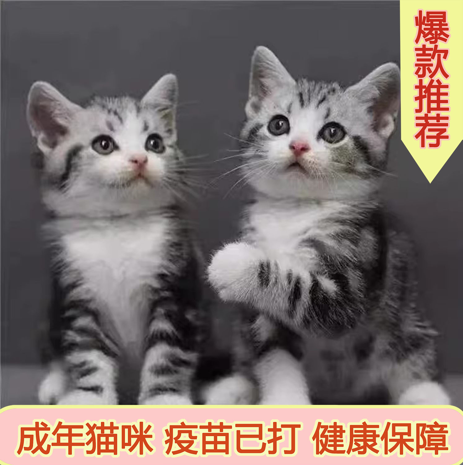 中华田园猫活物大咪花色