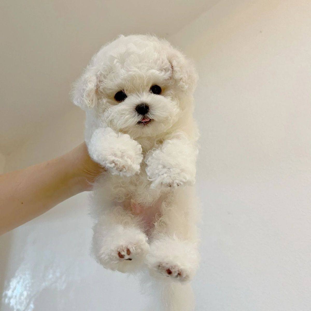 混血比熊犬宠物狗幼犬可爱小比熊短毛小型犬便宜二三个月活泼幼崽