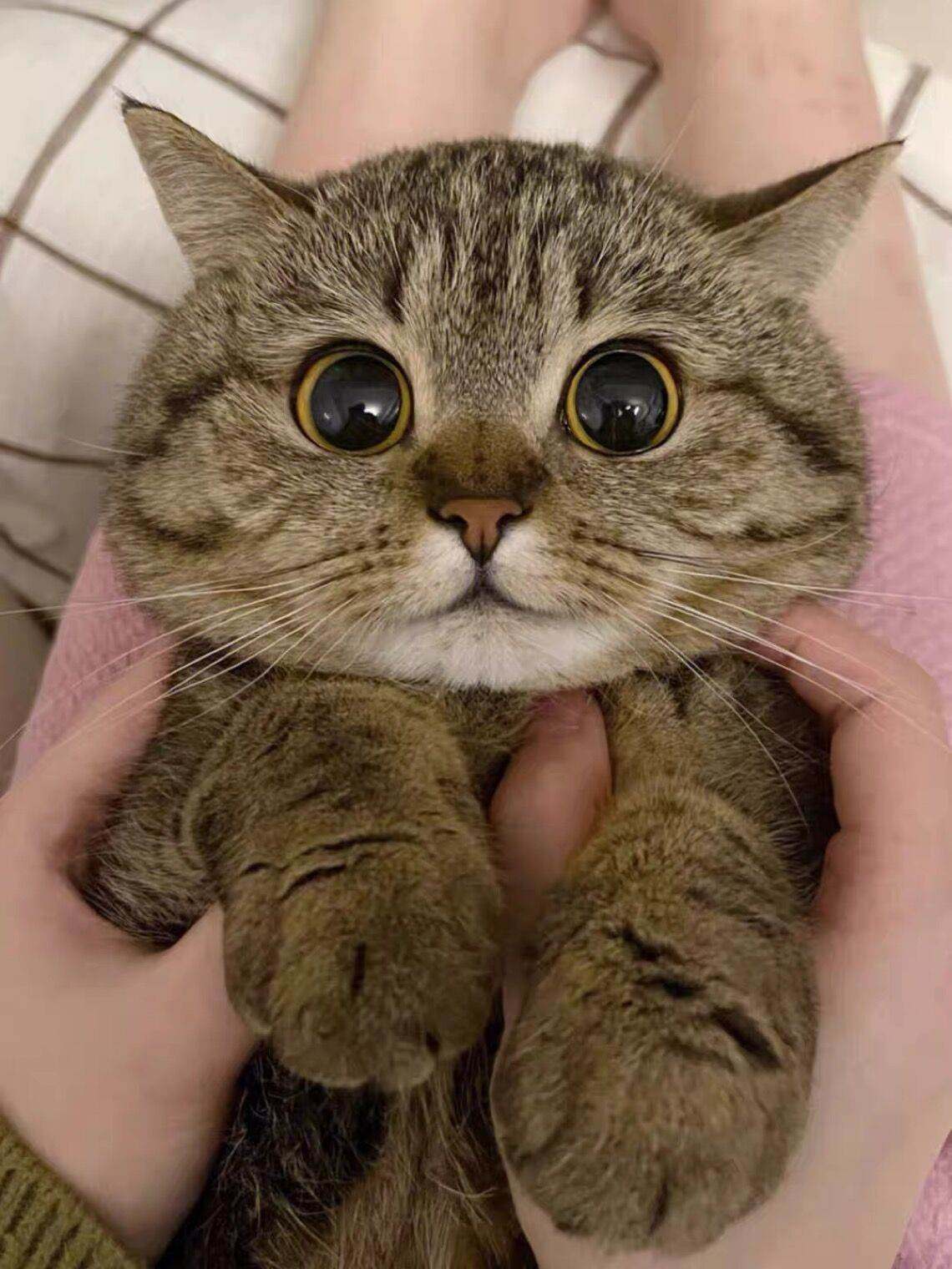 中华田园猫小狸猫幼崽橘猫幼猫黑白奶牛猫活体狸花猫三花猫咪猫舍