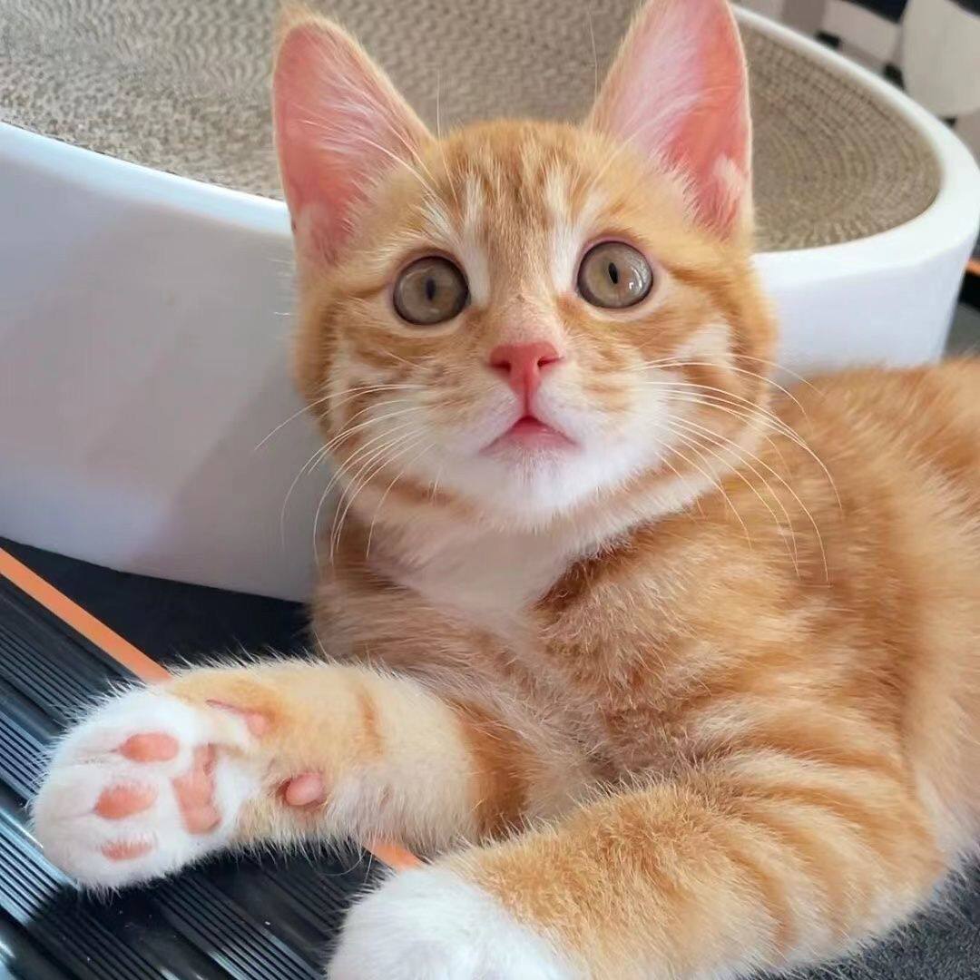猫咪幼崽中华田园猫短毛橘猫活体幼猫小猫抓老鼠高颜值橘白猫活体