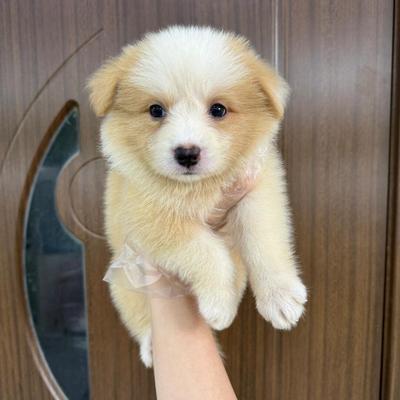 边牧幼犬宠物犬棕色好养活白金幼崽警犬便宜狗黑白色金边学生三通