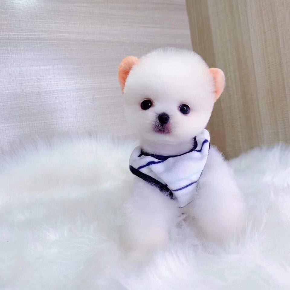 俊介幼犬纯种博美白博美活体狗小型犬博美俊介黄博美长不大袖珍犬