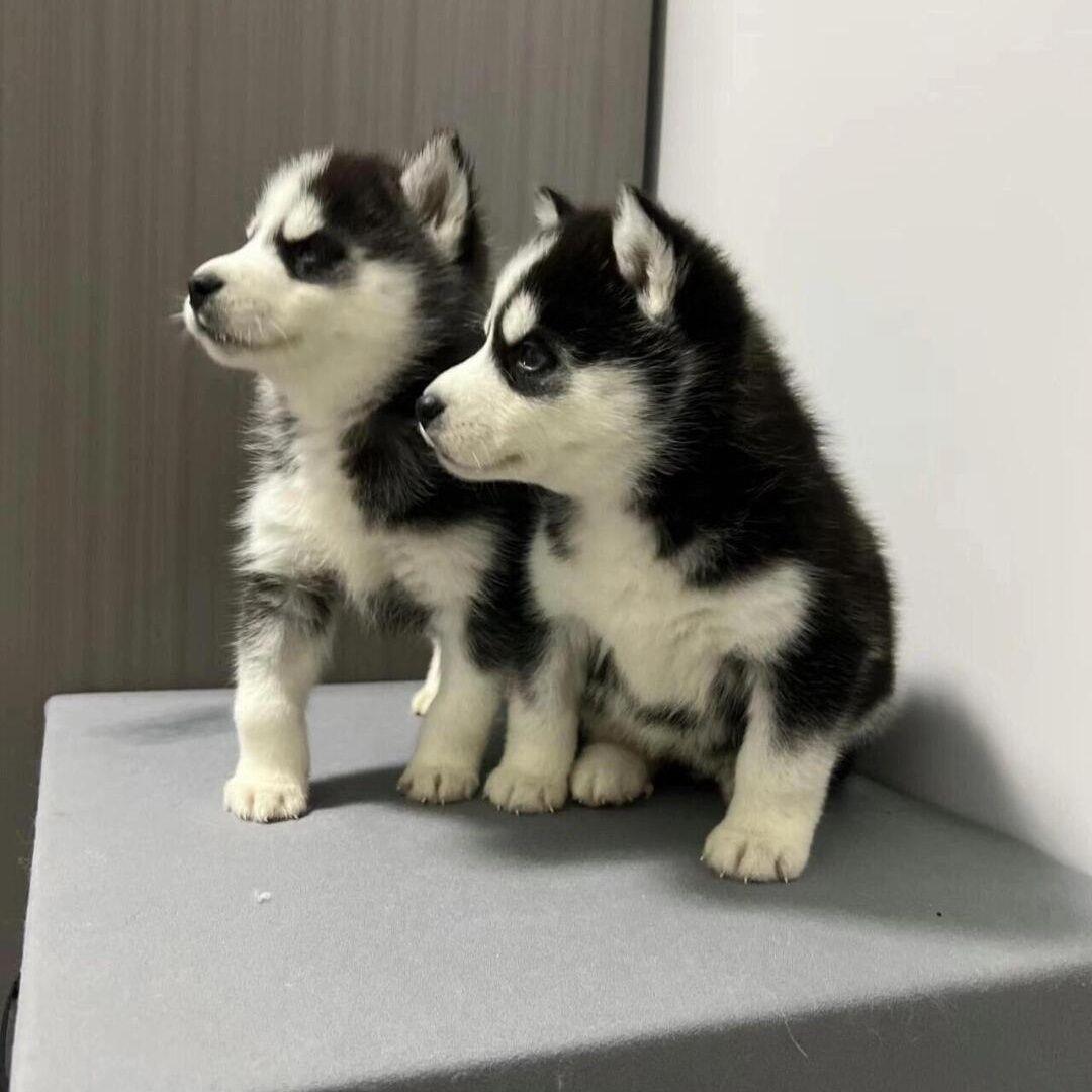 哈士奇幼犬家庭狗狗大头便宜活泼活物小网红幼宠雪橇犬陪伴狗虎头