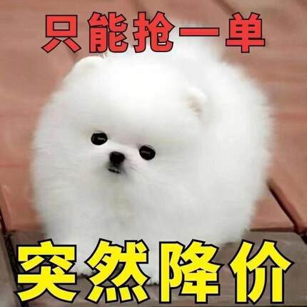 博美幼犬可爱活物长不大博美幼崽茶杯犬俊介小型犬袖珍白色宠物狗