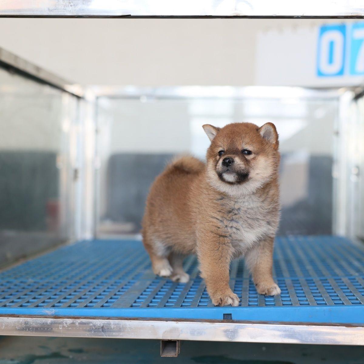 柴犬幼犬小狗活物可爱黑色健康活泼看家狗便宜日本小小型犬宠物狗